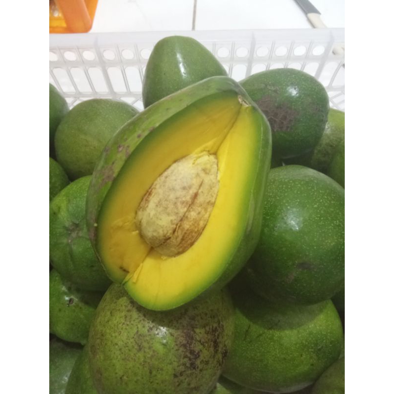 

alpukat mentega lampung