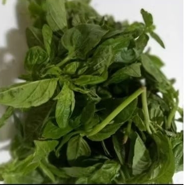 

basil fresh segar