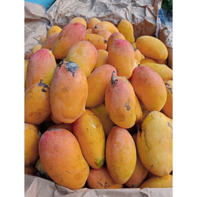 

mangga podang suluhan berat 1kg