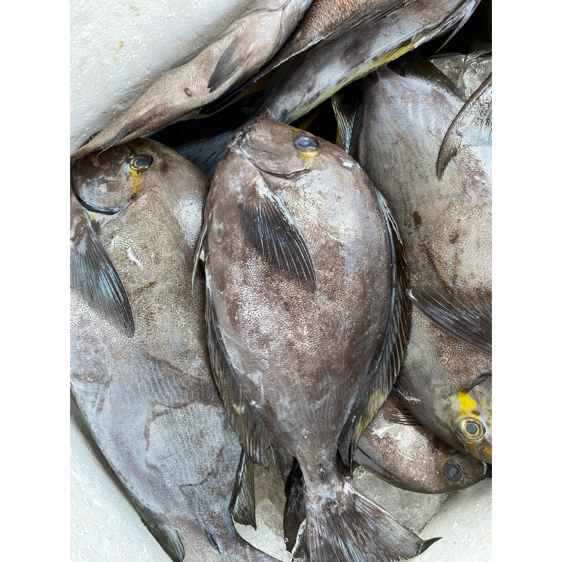 

Ikan Tawassang