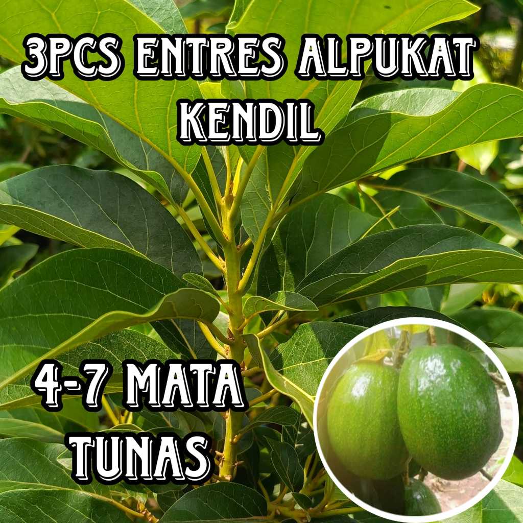 ENTRES PUCUKAN ALPUKAT KENDIL ENTRES ALPUKAT SUPER (3PCS)