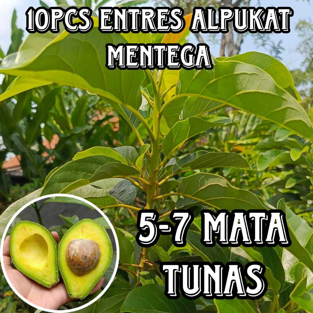 (PROMO) ENTRES ALPUKAT MENTEGA SUPER ENTRES ALPUKAT PUCUKAN (10PCS)