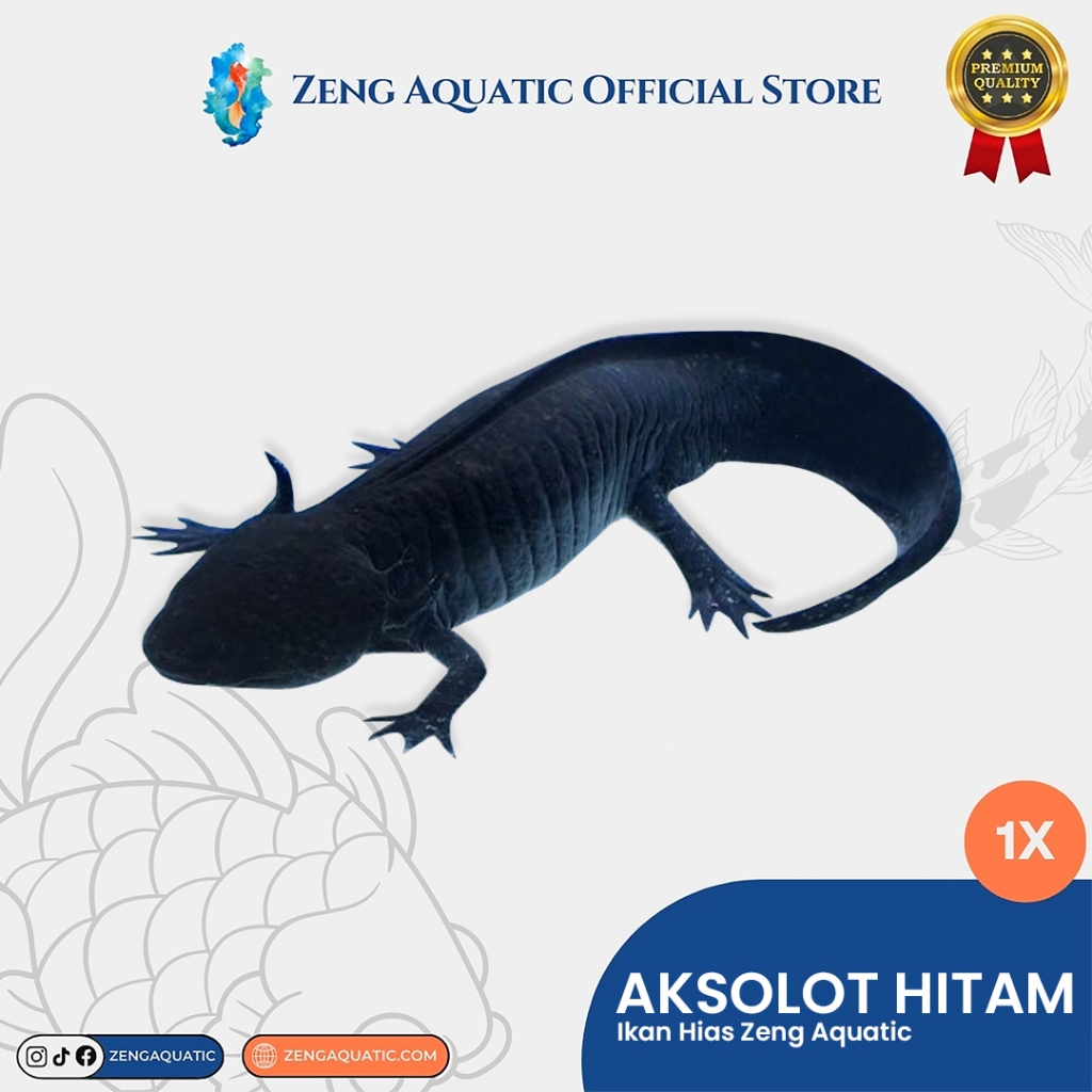 AXOLOTL HITAM FULL BLACK MELANISTIC MELANOID AKSOLOT DOGFISH SALAMANDER FISH