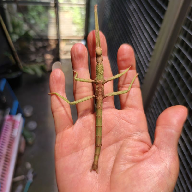 Belalang tongkat / stick insect P.major (ANAKAN)