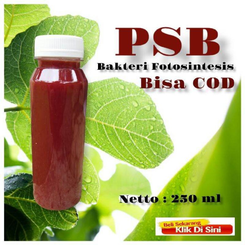 POC Biang PSB Bakteri Fotosintesis