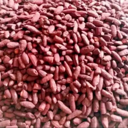 

Angkak Merah 100gr Untuk DBD dan Trombosit / Beras Merah Cina / Red Yeast Rice