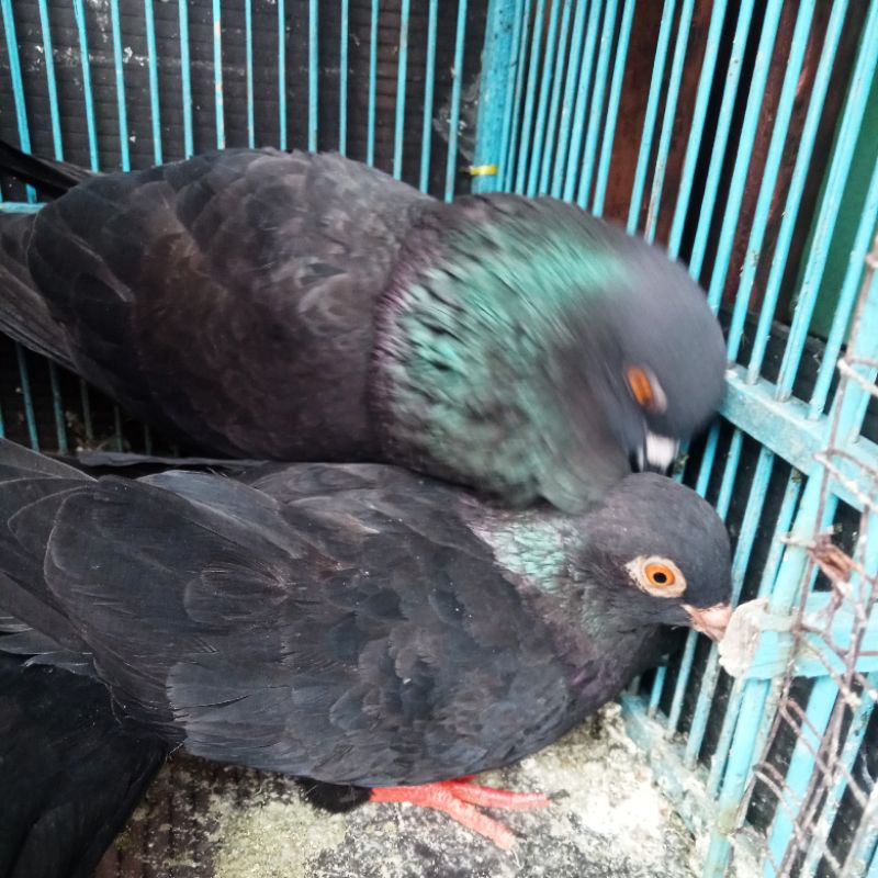 burung dara hitam polos sepasang giring