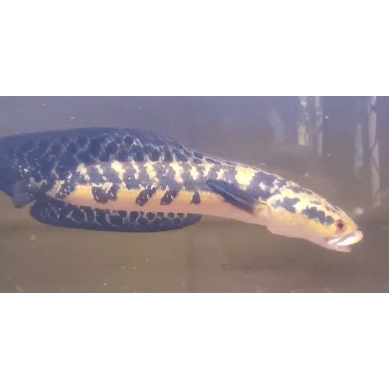 

KARDUS PACKING MERK YS 12-20CM