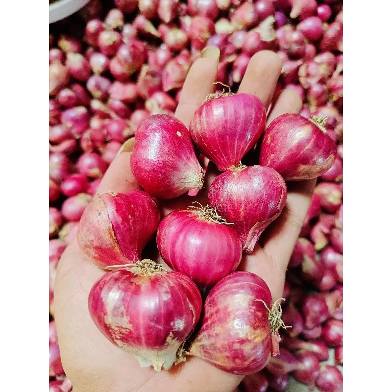 

BAWANG MERAH SUPER 1 KG JATIM - FRESH LANGSUNG KIRIM