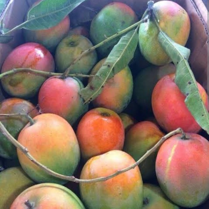 Mangga Gedong Gincu (Matang Pohon) Dari Cirebon Asam Manis Segar
