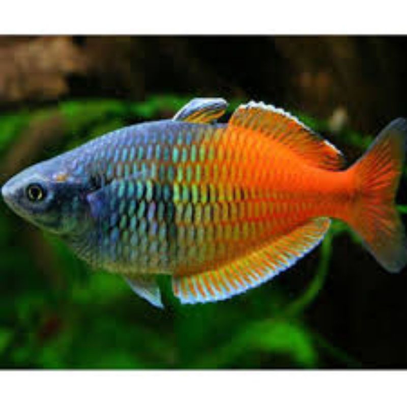 Rainbow Bosemani Dewasa