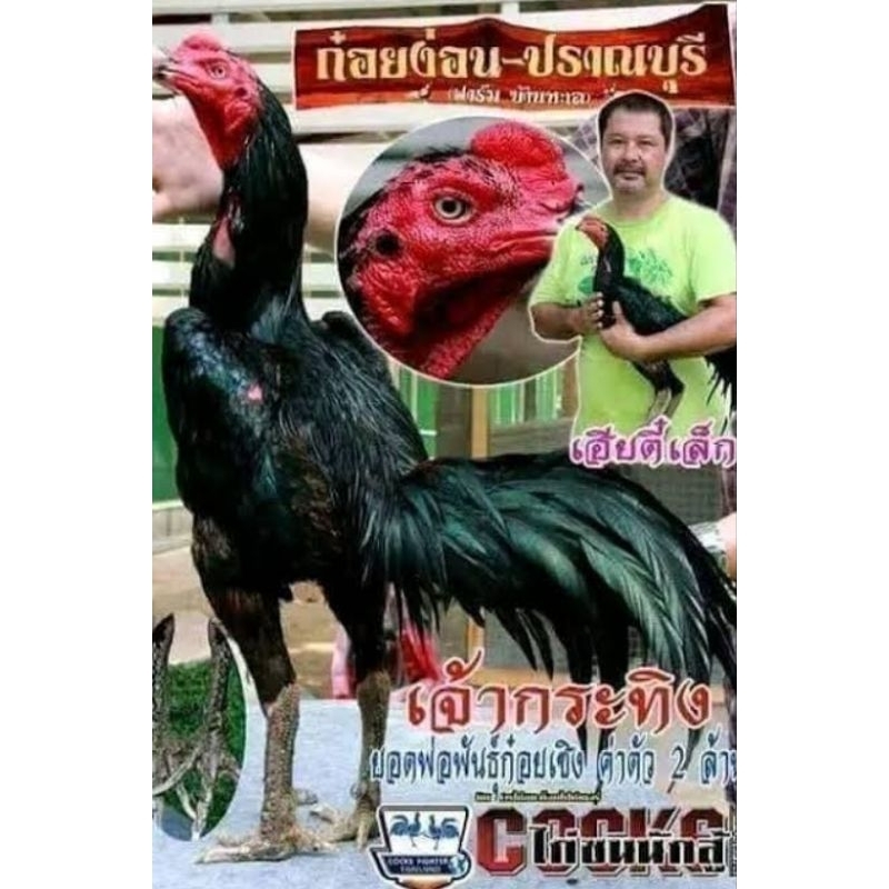 

telur ayam packhoy Blackbull