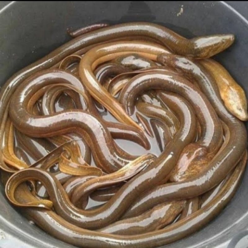 

belut/sawah nya perkilo1kg 65.000