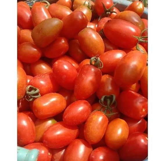 

Tomat cerry variasi 5kg