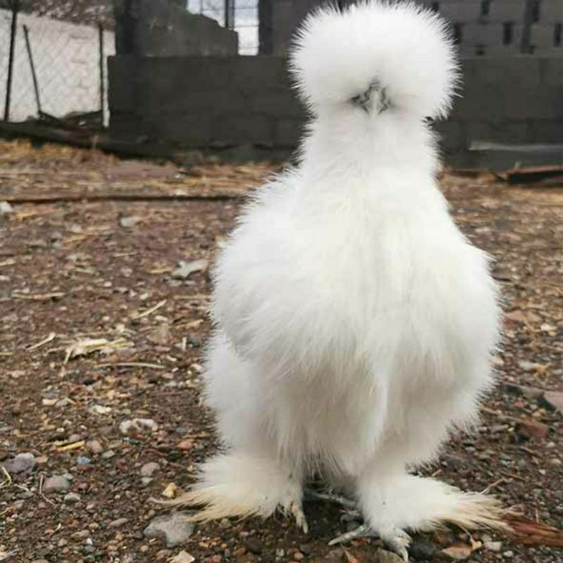 anak / anakan ayam hias american silky