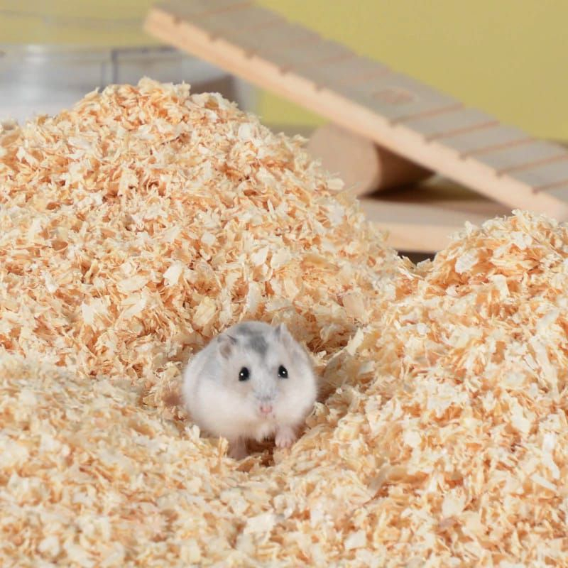 Serbuk Kayu Hamster / Serbuk Kayu Kandang Hamster / Kebutuhan Hamster