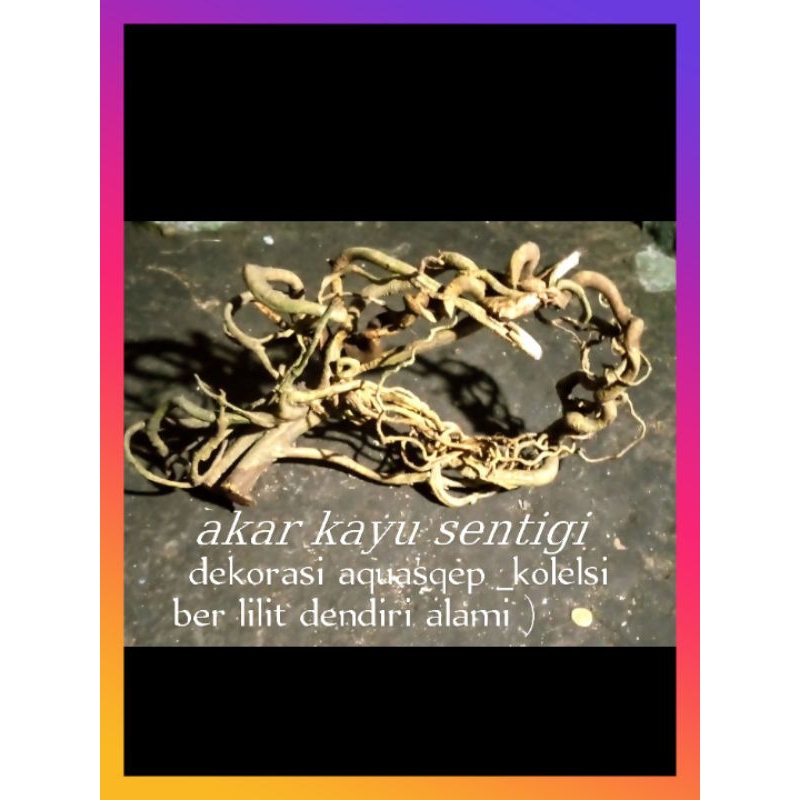 

kayu akar sentigi unik ber motip melilit alami asli