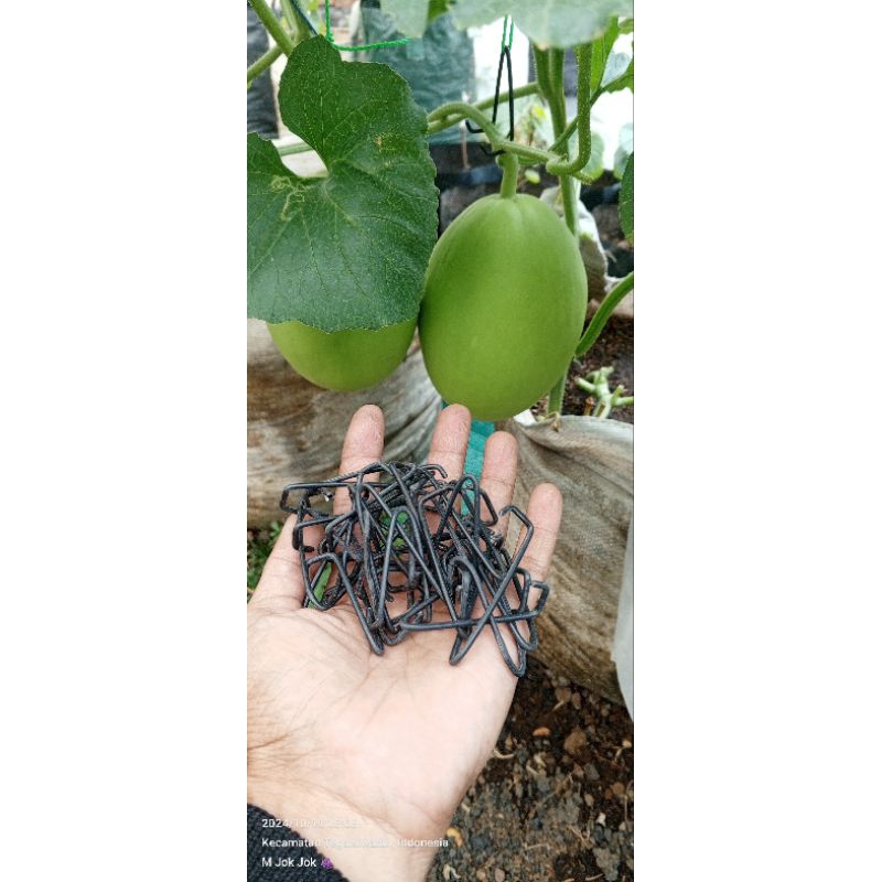 Peyangga Tangkai  buah melon / hanger melon / gantungan buah melon
