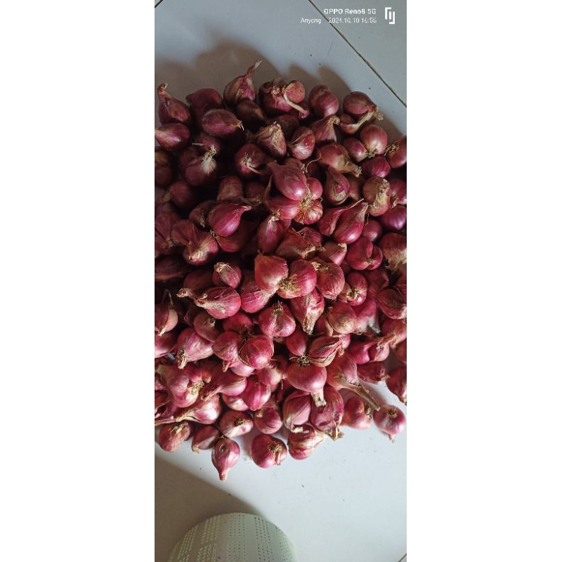 

bawang merah protolan tanggung prolink super kering 1/2