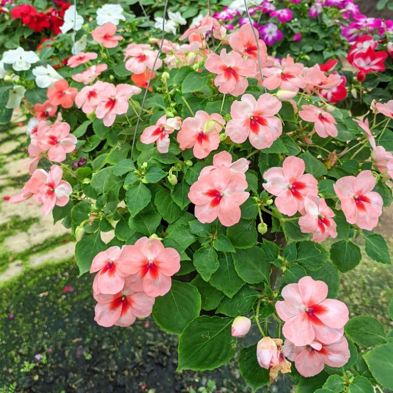 Tanaman Hias Hidup Bunga Gantung Impatiens Walleriana Singgle Pacar Air Mudah Dirawat