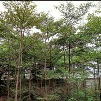 ketapang kencana 2,5 meter +- batang besar sap banyak