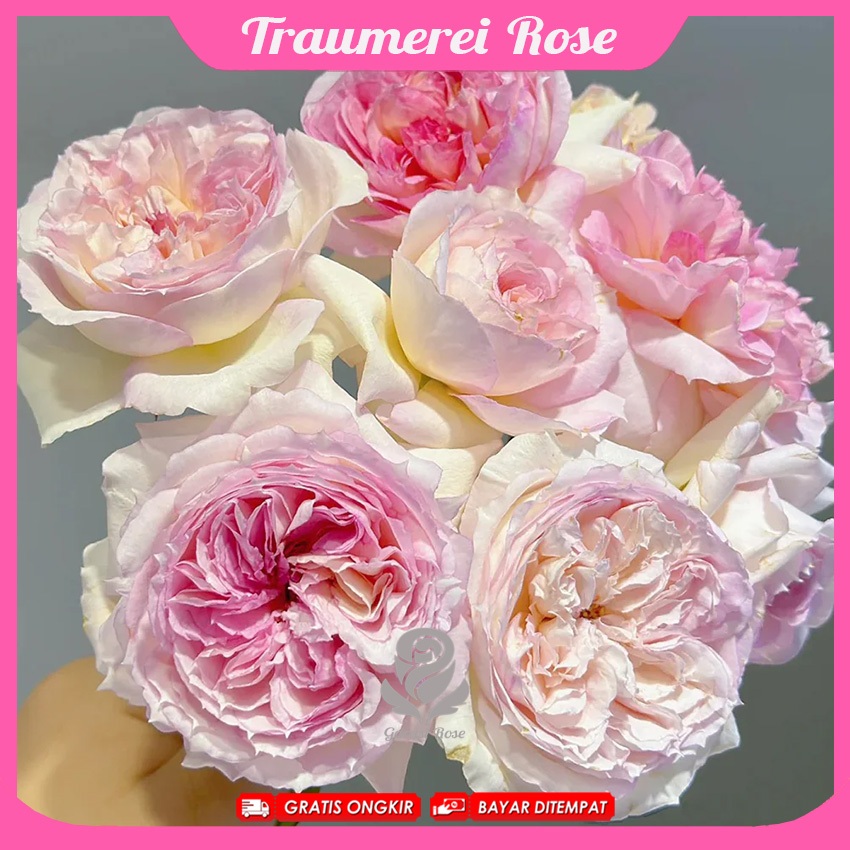 Tanaman Mawar Import Traumerei - Mawar Jepang