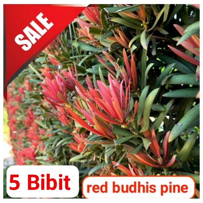 bibit lohansung pucuk merah dan mawar