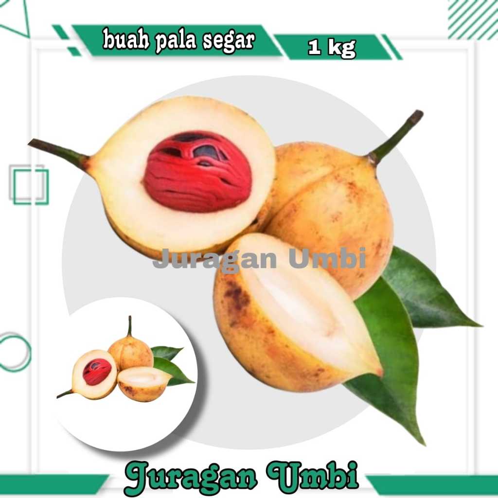 

Bibit Pala 1 pcs / Daun Pala Segar 100 gr / Daun Pala Kering 50 gr