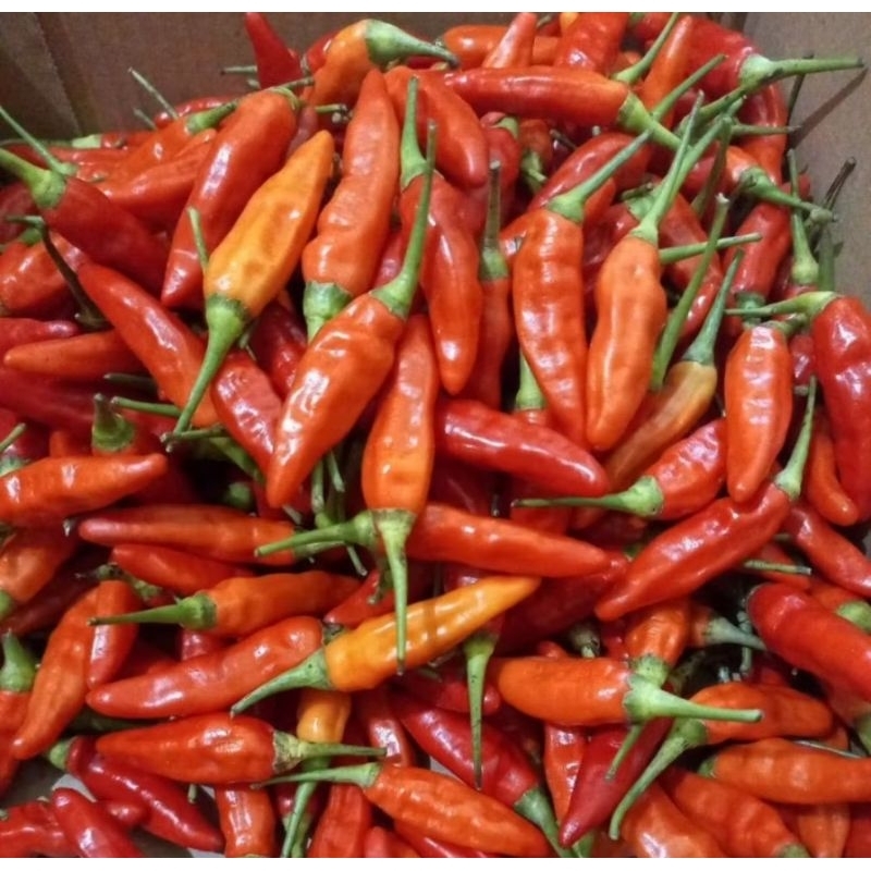 

Promo cabe rawit ORI fresh 250 gram