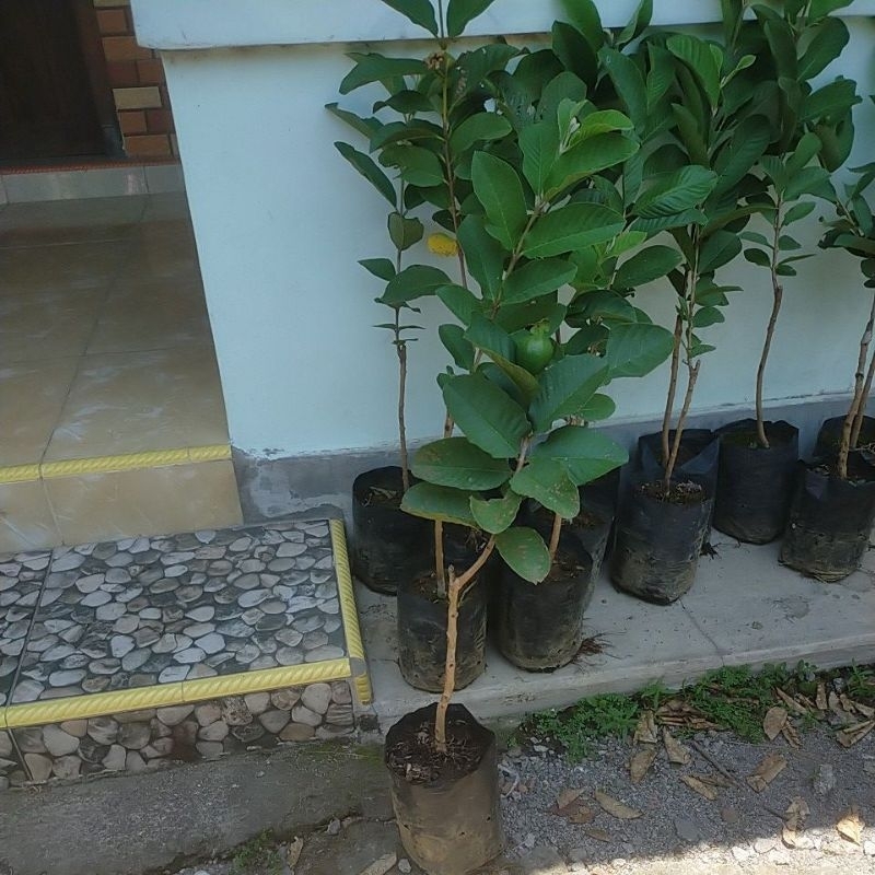 

Pohon Jambu Kristal