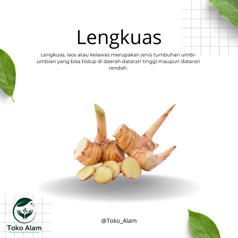 

Lengkuas