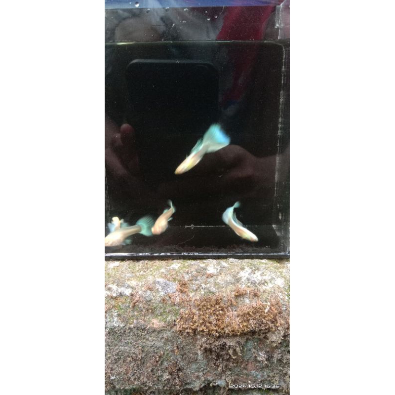 Pakan Guppy Albino Sky Blue Genetik Swallow