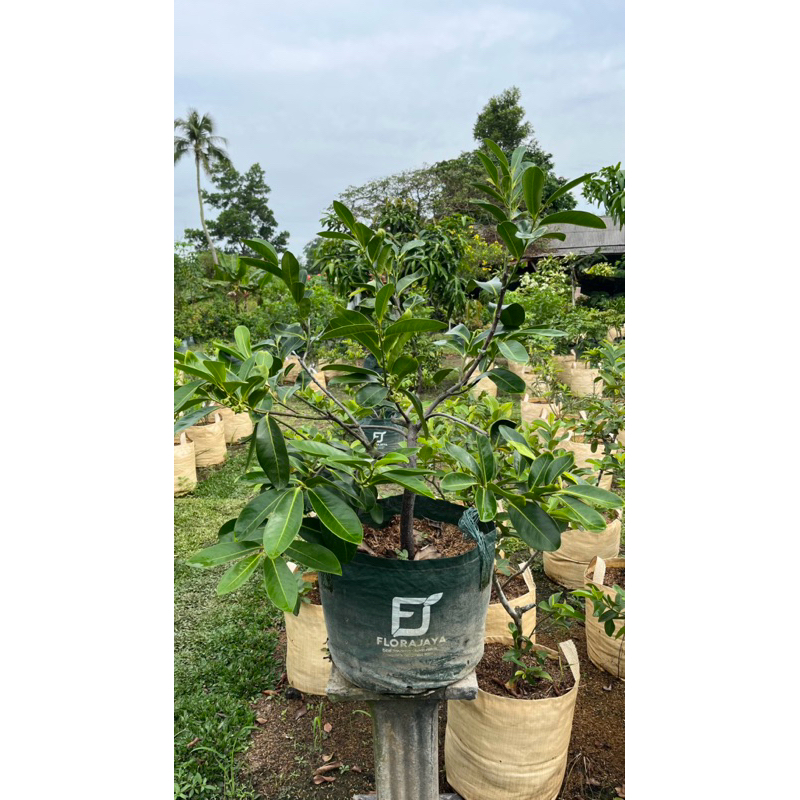 Black Sapote | Sawo Hitam | Sawo Puding Coklat