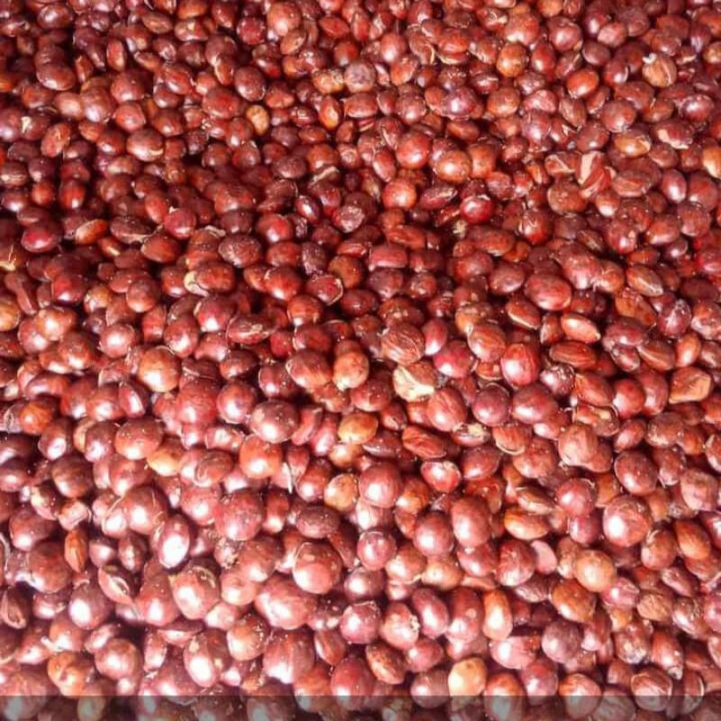 

jengkol tua sudah sortir 500g