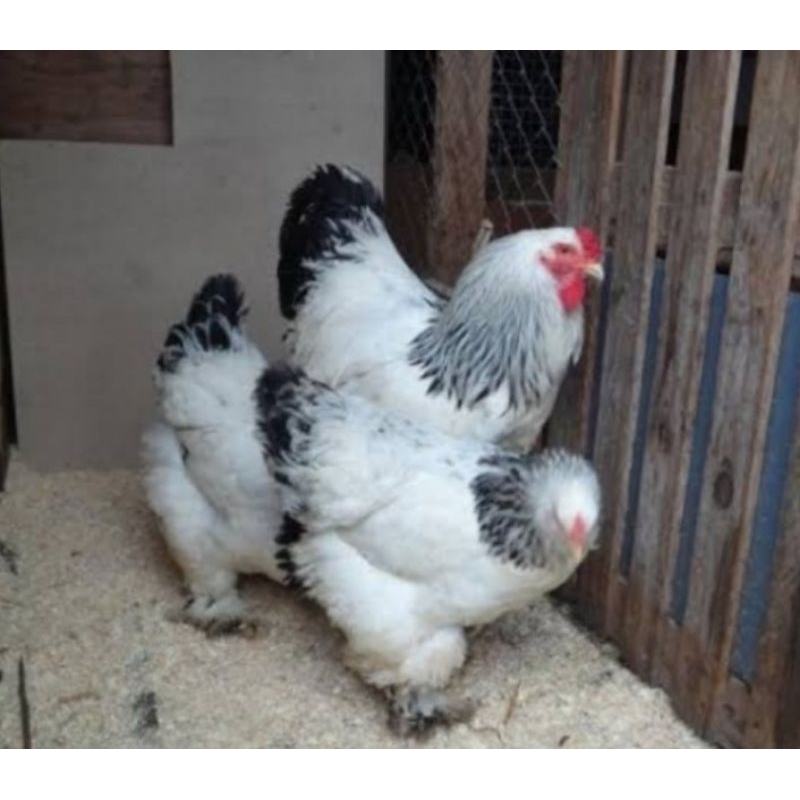

TELUR TETAS AYAM HIAS BRAHMA COLOMBIA SIAP TETAS