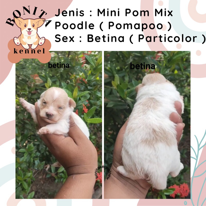 Mini Pom Mix Red Toy Poodle Anakan Anjing Pomapoo Particolor