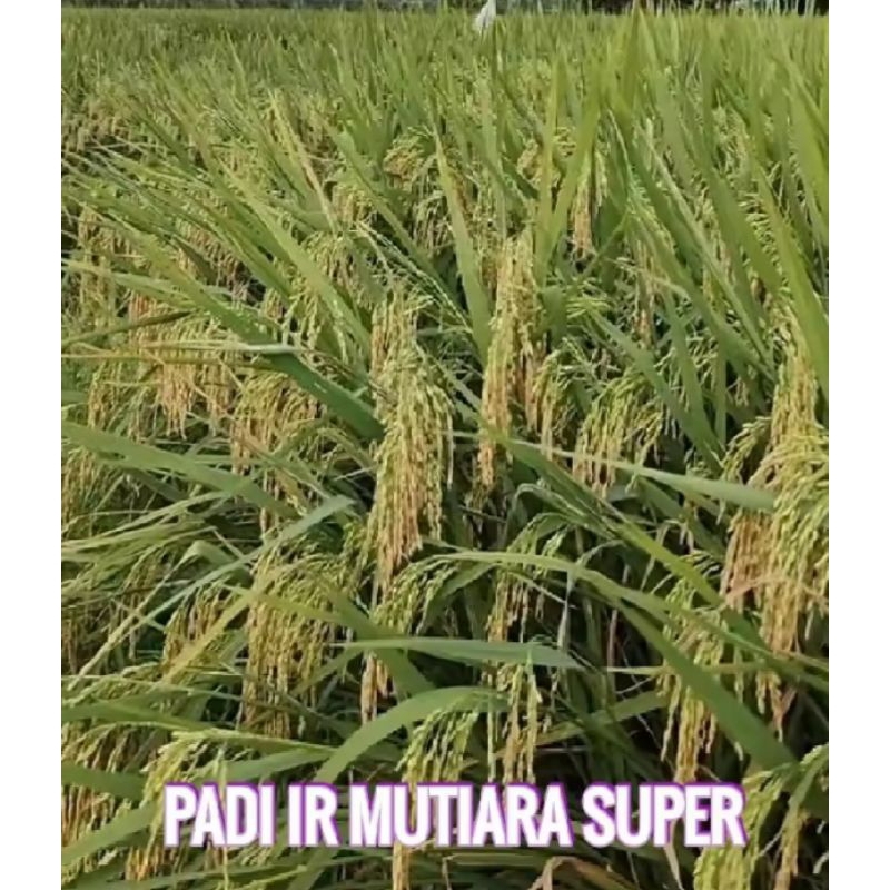 BENIH PADI IR MUTIARA SUPER KEMASAN 1KG