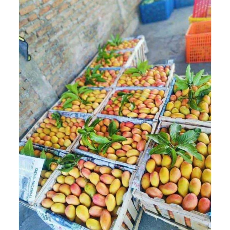 

Mangga Podang Masak Pohon Berat 1 Kg