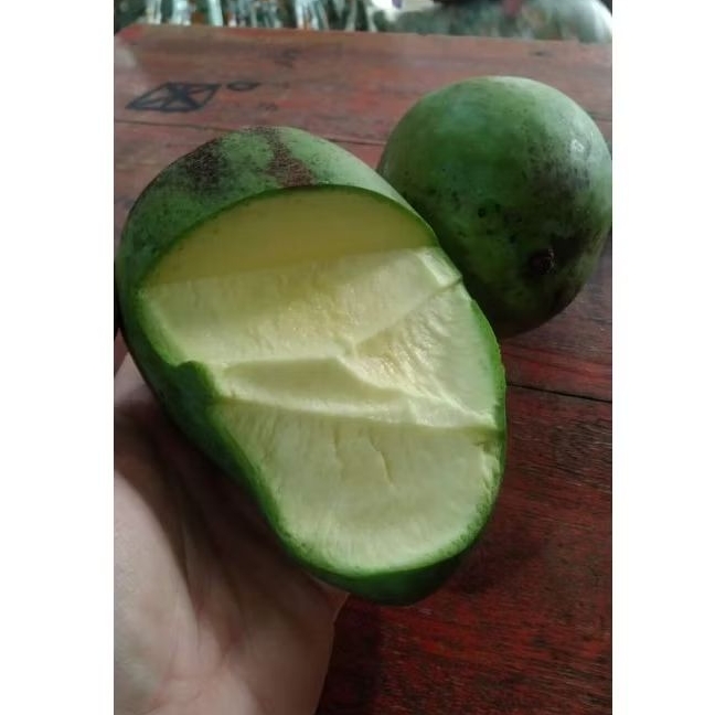 

MANGGA GADUNG MUDA FRESH BARU PETIK