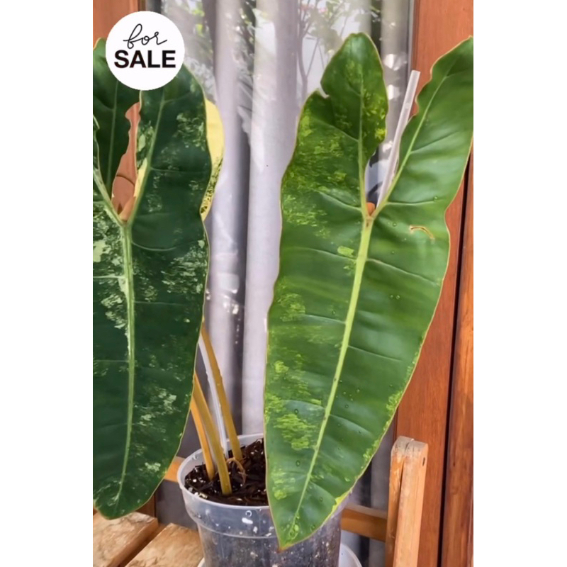 philodendron billitiae variegata