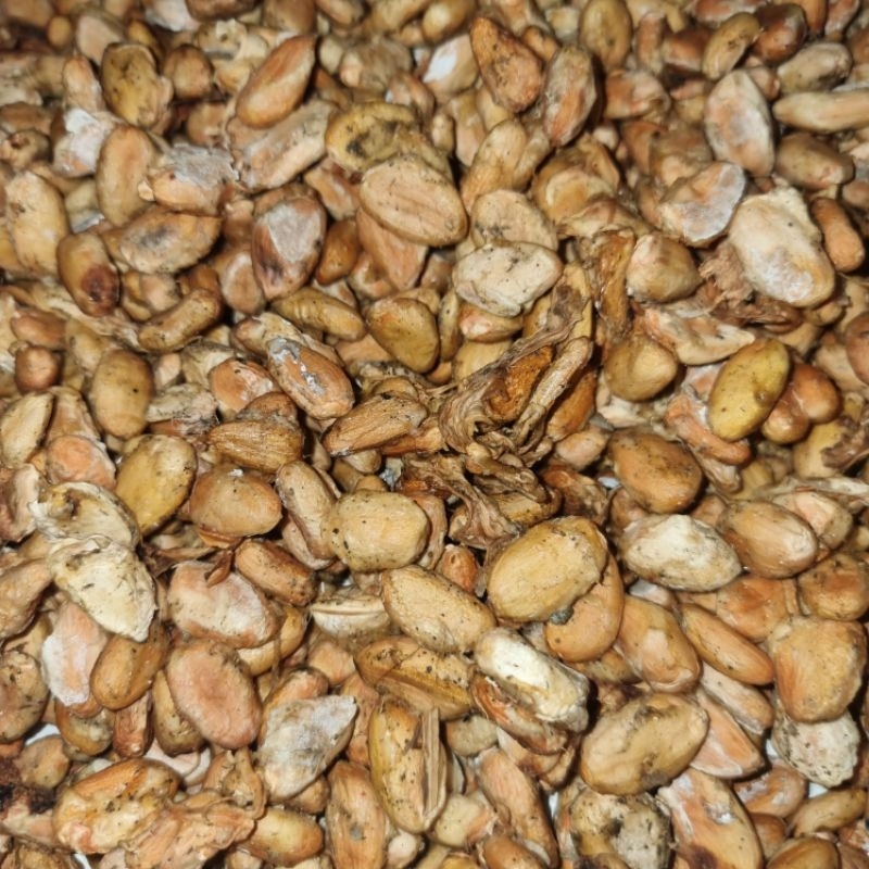 

COD Biji Coklat Kering Per 1 Kg