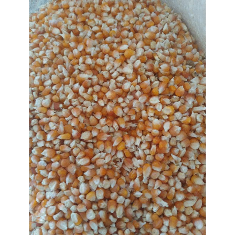 

Jagung madura jagung kecil