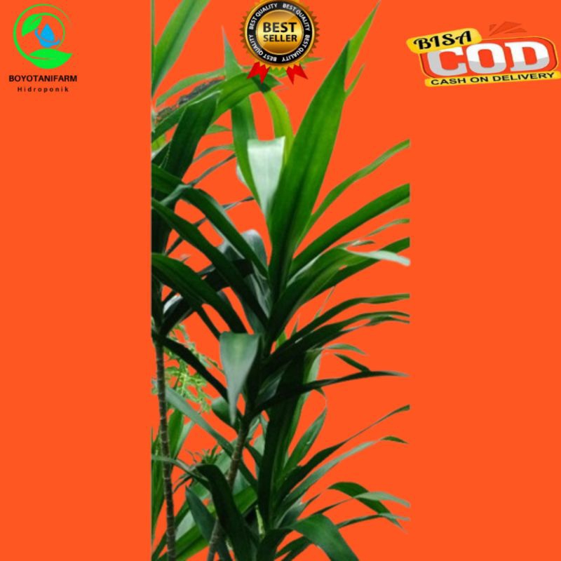

DAUN SUJI SEGAR ISI 30 lembar