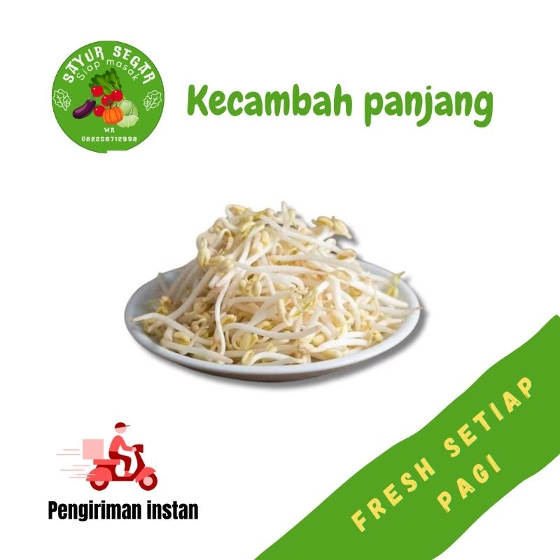 

Kecambah panjang segar 100 gr