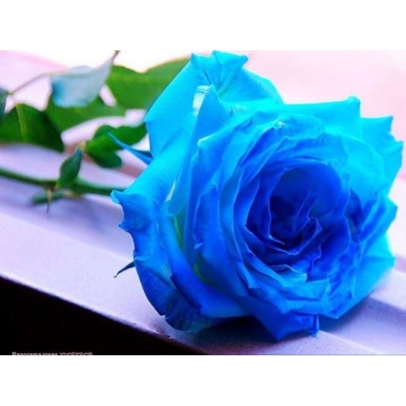 Bunga Mawar Biru Asli, Per tangkai Mawarindah florist