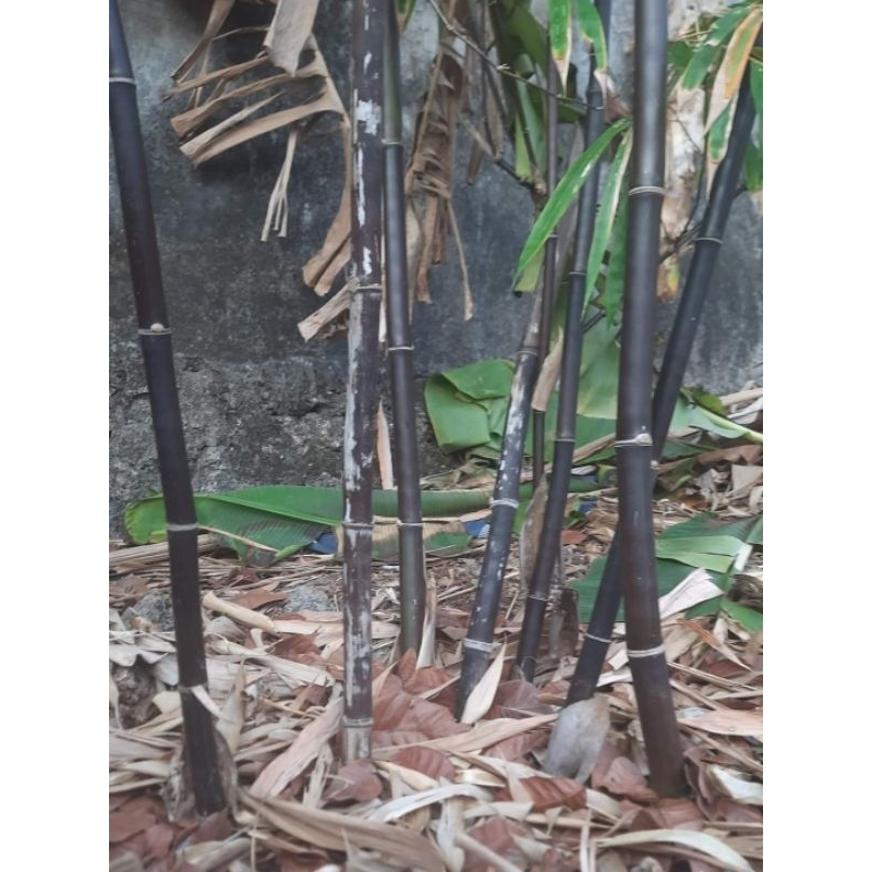 Potongan bambu hitam panjang 100 cm