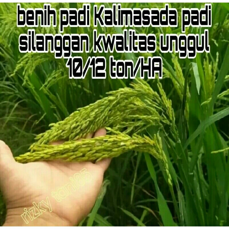 Benih bibit padi beekualitas kalimasada super unggul per 1kg