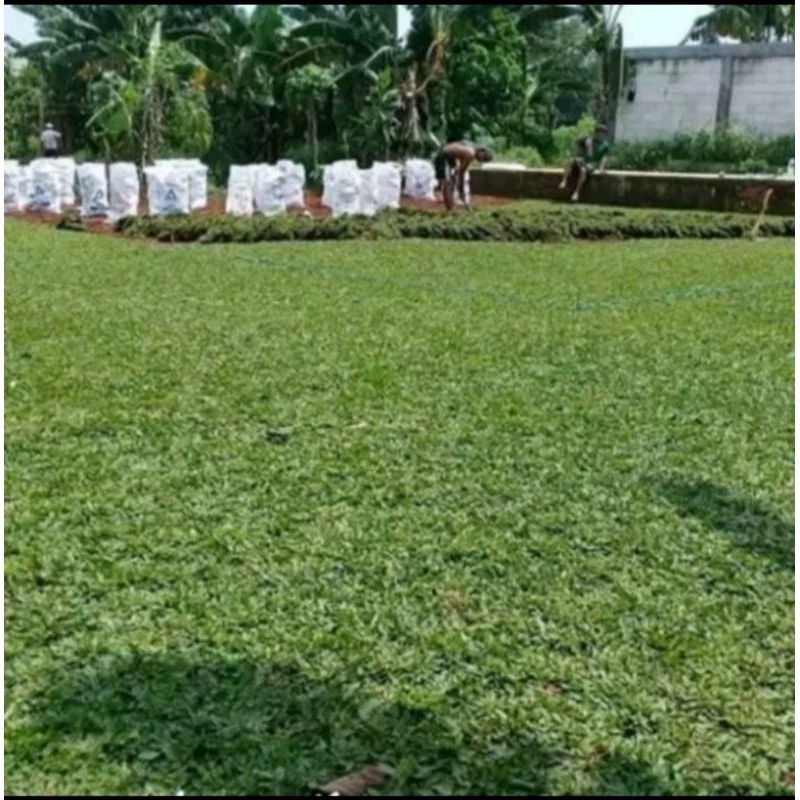 Rumput Gajah Mini | RUMPUT GAJAH | Rumput Taman Per 100 Meter