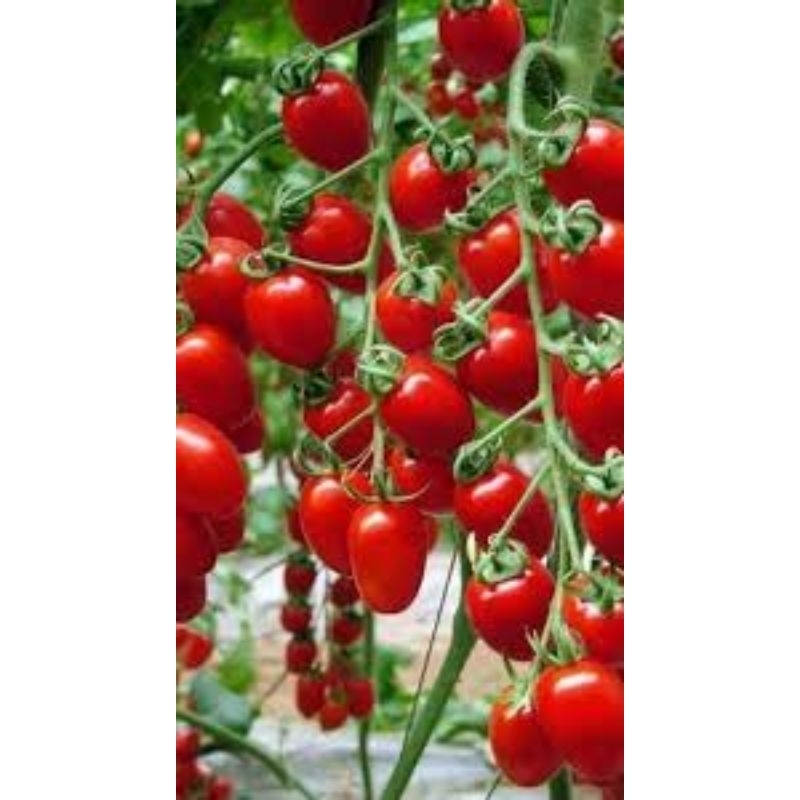 

Tomay cerry/pelengkap salad/tomat ceri