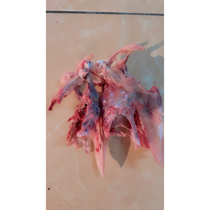 

tulang dada ayam